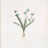Scilla amoena