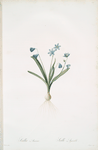 Scilla amoena