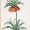 Fritillaria imperialis