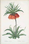 Fritillaria imperialis
