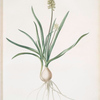 Muscari ambrosiacum