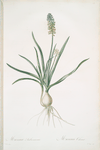Muscari ambrosiacum
