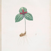 Trillium sessile