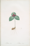 Trillium sessile