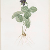 Trillium rhomboideum