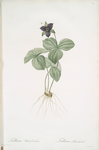 Trillium rhomboideum