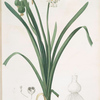 Leucoium aestivum