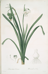 Leucoium aestivum