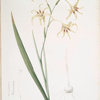 Gladiolus cuspidatus