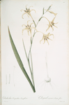 Gladiolus cuspidatus