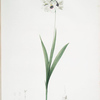 Ixia maculata