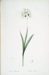 Ixia maculata
