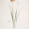 Ixia conica