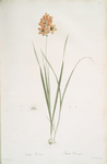 Ixia conica