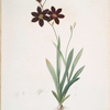 Ixia grandiflora