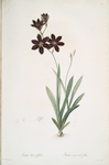 Ixia grandiflora