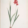 Ixia patens