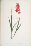 Ixia patens