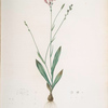 Gladiolus junceus
