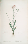 Gladiolus junceus