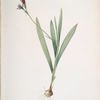 Gladiolus mucronatus