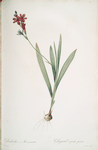 Gladiolus mucronatus