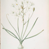Ornithogalum umbellatum