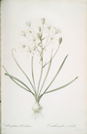 Ornithogalum umbellatum
