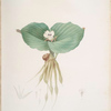 Kaempferia galanga