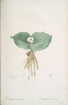 Kaempferia galanga