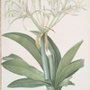 Pancratium speciosum