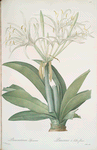Pancratium speciosum