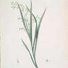 Diasia graminifolia