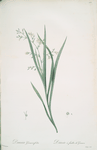 Diasia graminifolia