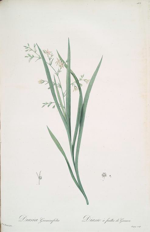 Diasia graminifolia - NYPL Digital Collections