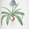 Scilla peruviana