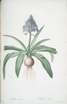 Scilla peruviana