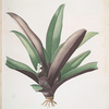 Tradescantia discolor