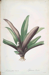 Tradescantia discolor