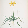 Hypoxis stellata