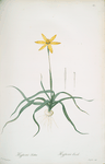 Hypoxis stellata