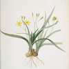 Hypoxis sobolifera