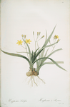 Hypoxis sobolifera