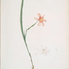 Sisyrinchium elegans