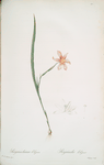 Sisyrinchium elegans