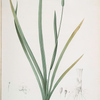 Iris martinicensis