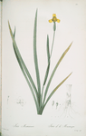 Iris martinicensis