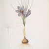 Crocus sativus