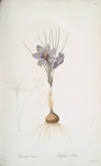 Crocus sativus