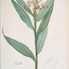Globba erecta